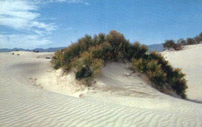 White Sands Ulusal Anıtı, New Mexico Kartpostalı